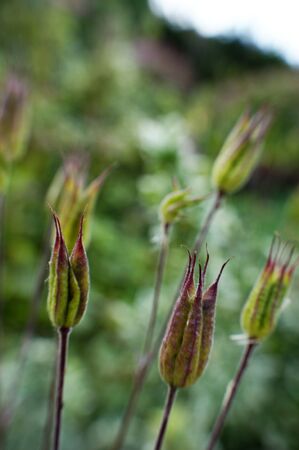 aquilegia flower buds in small group of flowersの写真素材