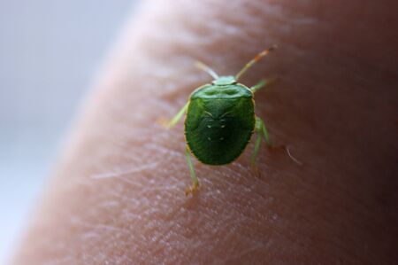 green beetle worm with armor walks on human skin insect goes upの写真素材