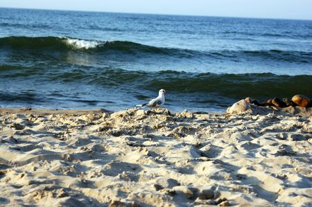 seagull bird on the beach walks on a marker pen over the Baltic Seaの写真素材