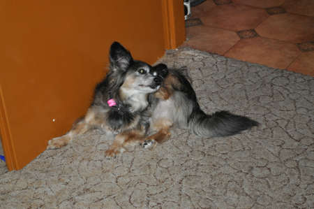 small mongrel dog portrait at home is scratching fleas colorful backgroundの写真素材