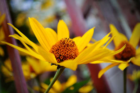Rudbeckia yellow flower in the garden green leaves close up single flowerの写真素材