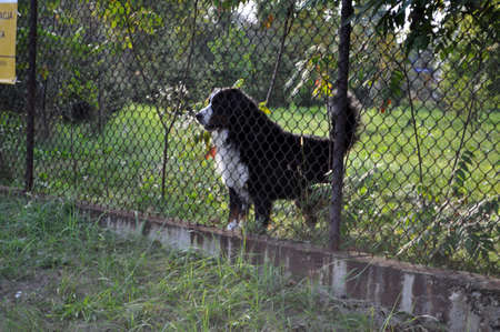 the black and white dog behind the fence behind the gate on the property looks through the bars guarding the houseの写真素材