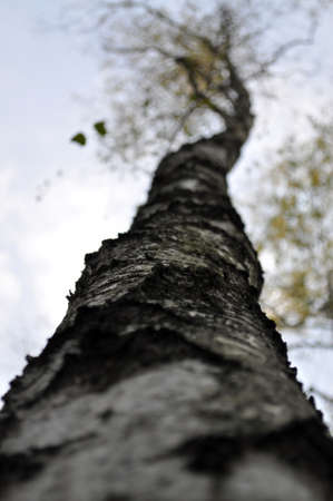 single birch tree trunk without leaves, bottom shot close-up