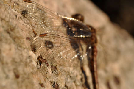 brown dragonfly resting sitting on a rock stone with sparkling transparent wings close-up