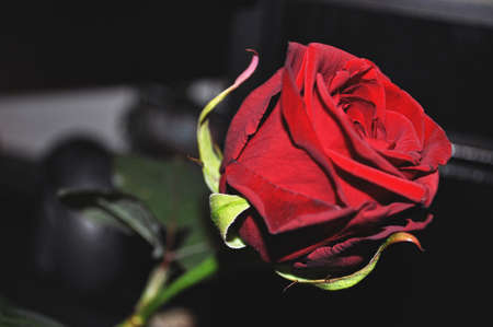 single beautiful red rose on a dark background love giftの写真素材