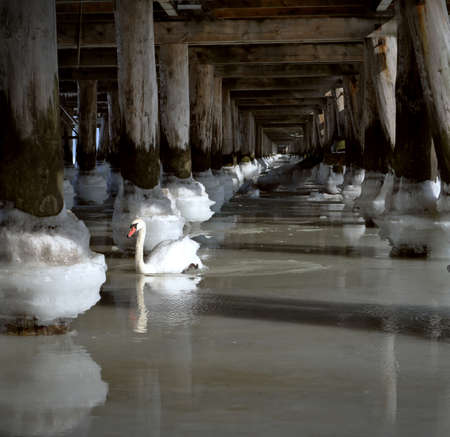 frozen sea ocean water under the bridge pier balls poles in a row and white swanの写真素材