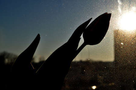 silhouette of tulip flower illuminated by sun light single oneの写真素材