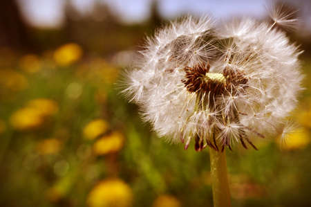 Dandelion at the meadow spring pollination seeds in green color at green backgroundの写真素材