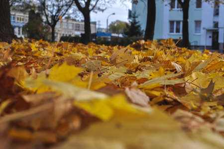 yellow autumn colored dry leaves lie in a group a lot on the city sidewalk lawn closeup they lie on the ground in the cityの写真素材
