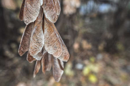 autumn maple seeds on the tree on the branches dangleの写真素材