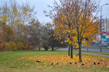 yellow autumn colored dry leaves lie in a group a lot on the city sidewalk lawn under trees dry leaves in a rowの写真素材