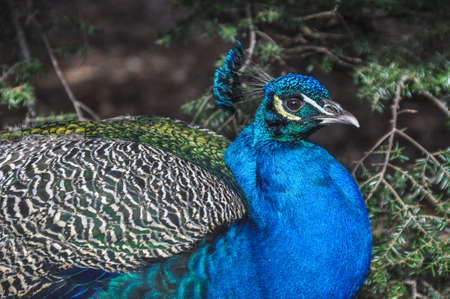 peacock walks with a complex tail blue green colored male faceの写真素材