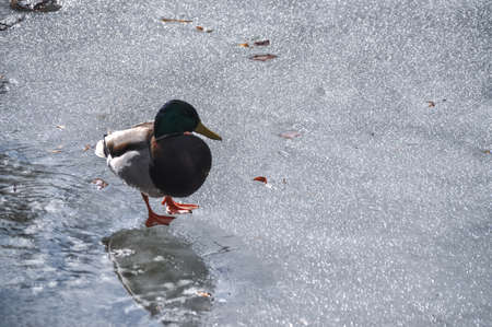 a single adult duck stands on a frozen lake of water in winter on ice maleの写真素材