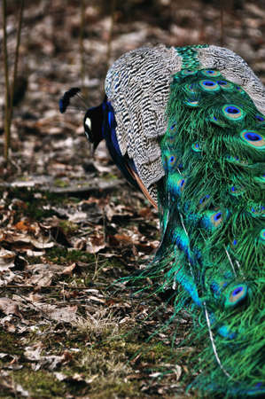 peacock walks with a complex tail blue green colored male tail