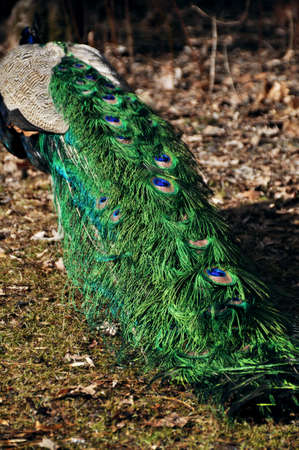 peacock walks with a complex tail blue green colored male tailの写真素材