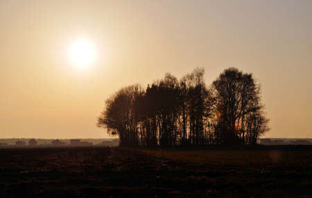 lonely single tree in a field meadow silhouetteの写真素材