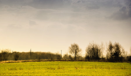lonely single trees in a field meadow in the distance in a rowの写真素材