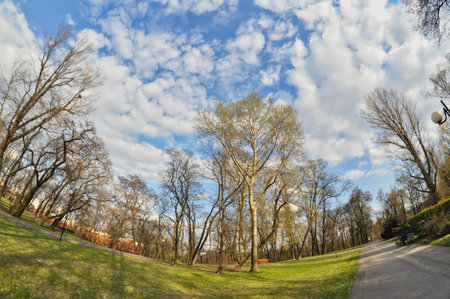 path in a public park trees in a public park no leaves fisheye lens autumn