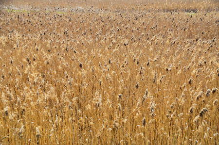 arable field cereals wheat seeds plow orange meadows fields in sun