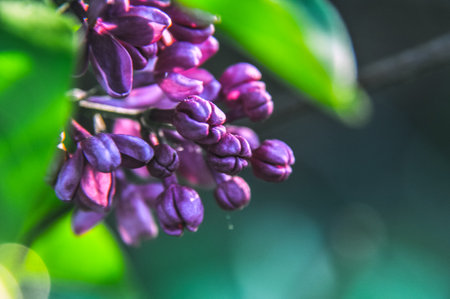 pink purple lilak flower head violet single twig shrub beaytiful spring buds and rainの写真素材