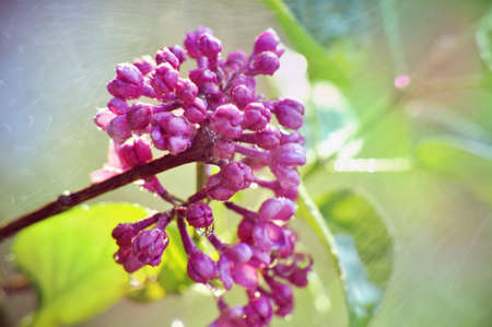 pink purple lilak flower head violet single twig shrub beaytiful spring buds and rainの写真素材