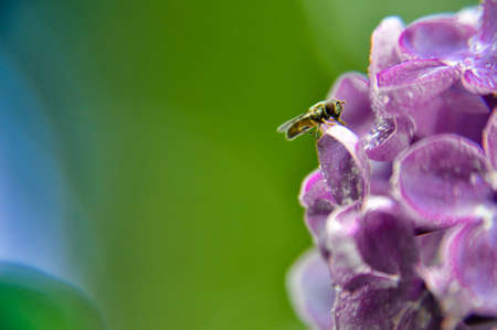 pink purple lilak flower head violet single twig shrub beaytiful spring little houseflyの写真素材