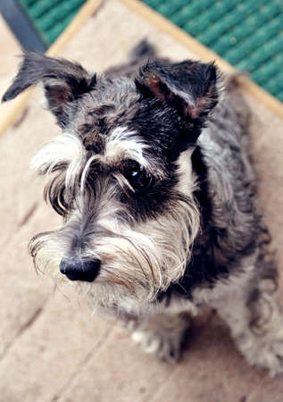 dog terrier portrait looks to the side friendly gray haired thoroughbred pet