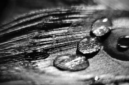 water dew drops on peacock feather closeup macro black and whiteの写真素材
