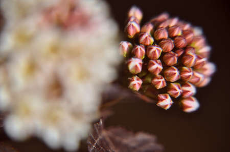 Physocarpus opulifolius ninebark flower head bush brown leaves