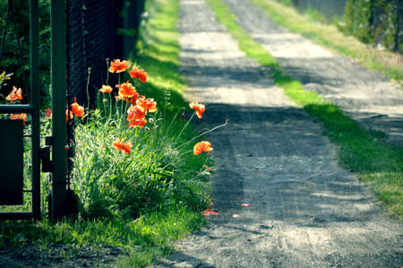 red field poppy grows by the fence and the road pathの写真素材