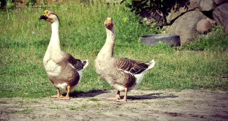 two goose breeding birds on the farm stand long neck and beakの写真素材