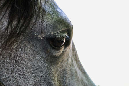 close-up of a beautiful horse's eye - horse headの写真素材