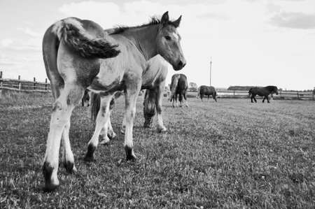 A small brown foal grazes in the meadow among the horses black and whiteの写真素材