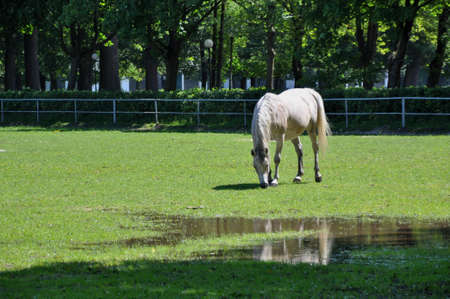a white horse grazes near a puddle and eats grassの写真素材