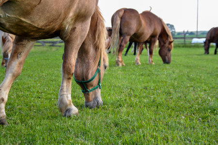 two brown horses graze on green grass in a meadow they eat grassの写真素材