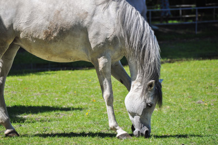 sigle one white horse graze on green grass in a meadow eat grassの写真素材