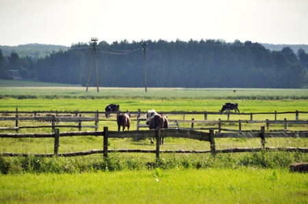 A group of brown horses are grazing behind the green grass fied trees in backgroundの写真素材