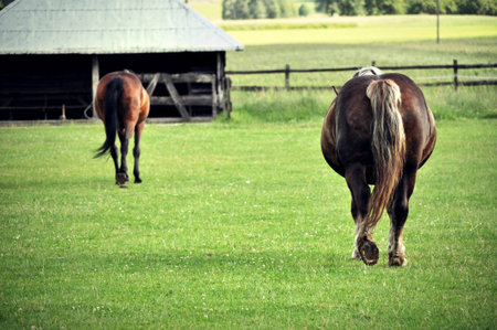Two horses on a field green grass animal rump brown