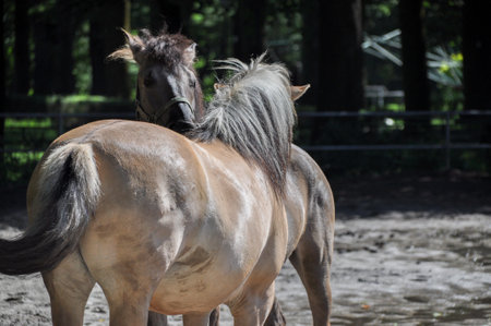 two brown horses cuddle in the paddock animals loveの写真素材