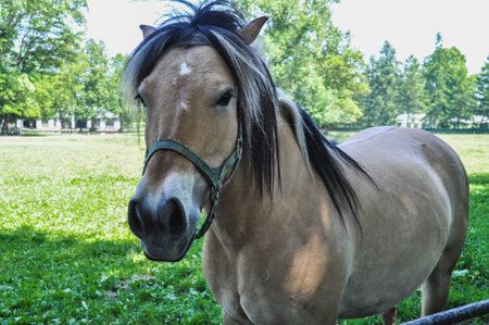 a single gray horse is trotting in the paddock horse head portrait