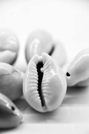 Black and white photo of sea shells lying on a white surfaceの写真素材