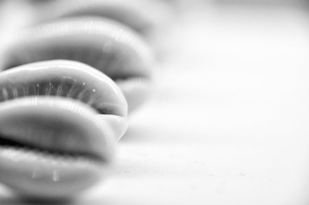 Black and white photo of sea shells arranged in a rowの写真素材