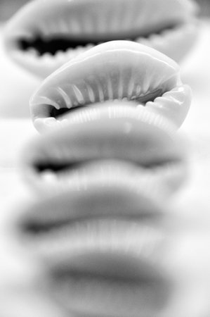 Black and white photo of sea shells arranged in a rowの写真素材