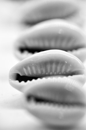 Black and white photo of sea shells arranged in a rowの写真素材