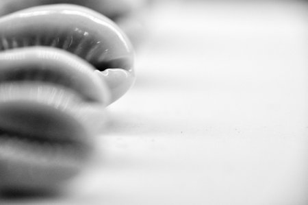 Black and white photo of sea shells arranged in a rowの写真素材