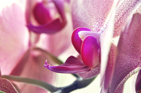 A single pink orchid flower close-up on the head of the flowerの写真素材