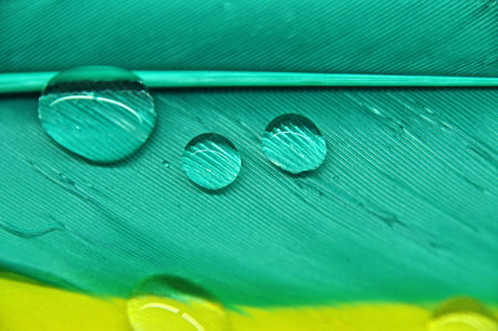 water droplets on colorful dyed duck feathers close-up on dewの写真素材