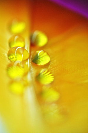 water droplets on colorful dyed duck feathers close-up on dewの写真素材