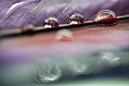 water droplets on colorful dyed duck feathers close-up on dewの写真素材