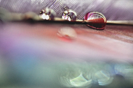 water droplets on colorful dyed duck feathers close-up on dewの写真素材